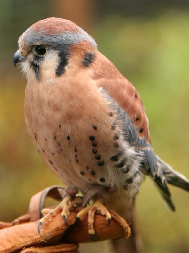 PUCK: Meet The Bird That Knows Over 1700 Words