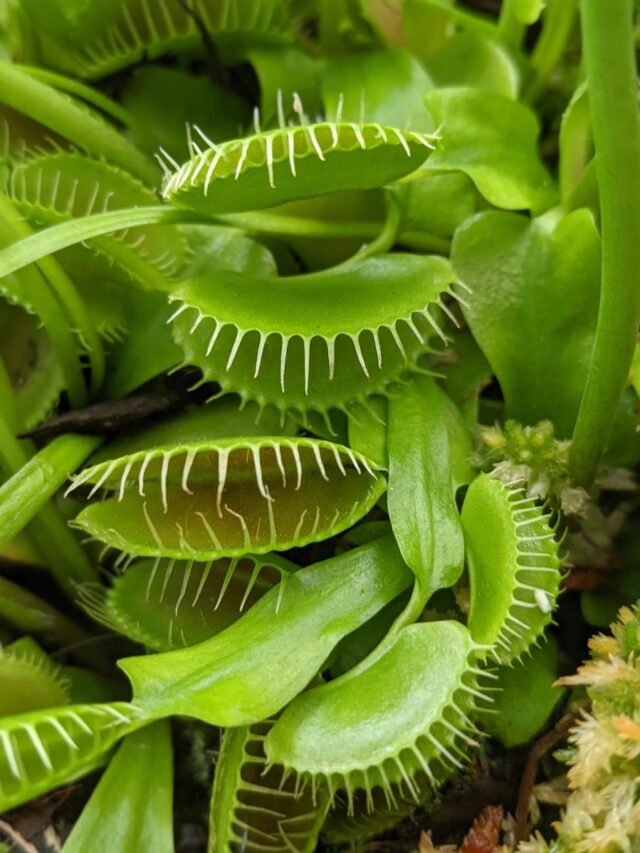 8 Unique Plants That Eat Insects